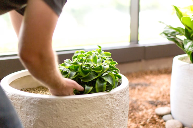 A Complete Guide to Office Plant Maintenance Services