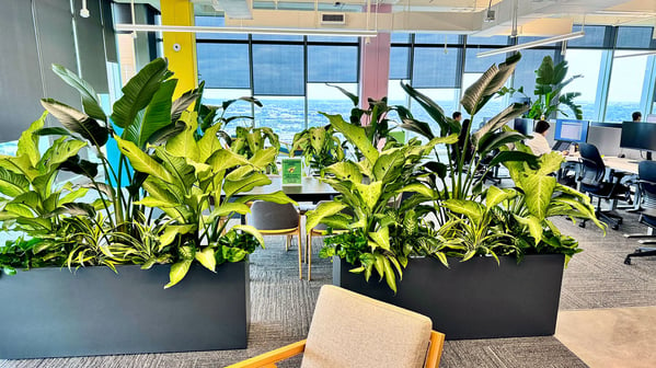 Plant dividers for privacy