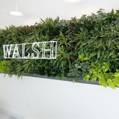 Green wall done by Natura at the Walsh office