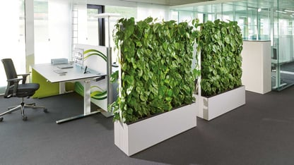 Plant living wall office dividers done by Natura