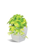 pothos neon