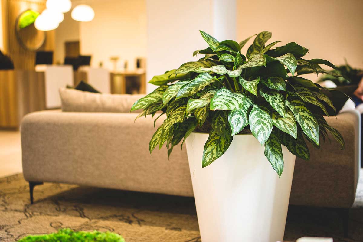 Aglaonema plant in a white pot in an office waiting area 