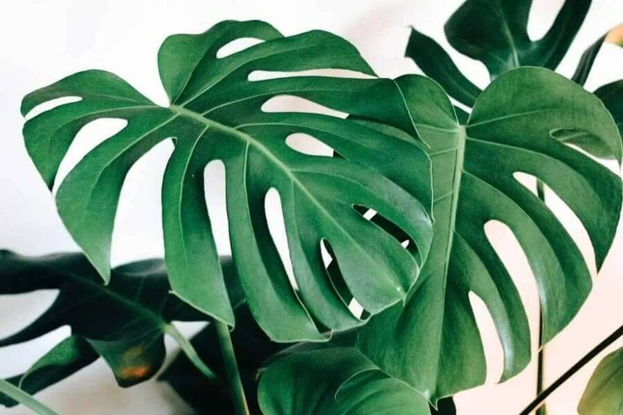 Leaves of a Monstera plant 