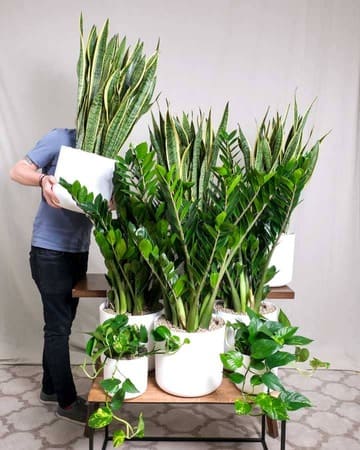 A person holding a plant 