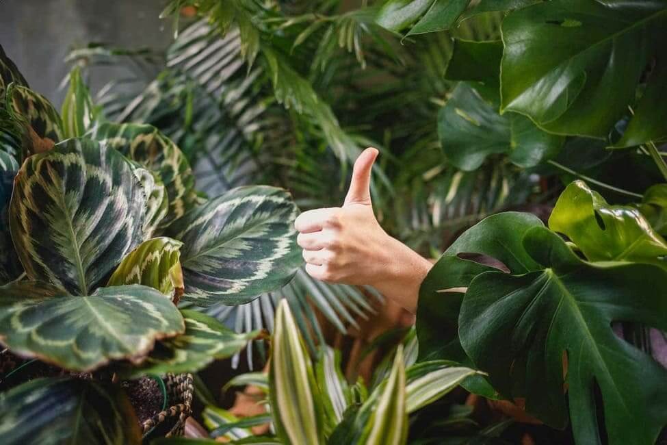 Plants with a thumbs up