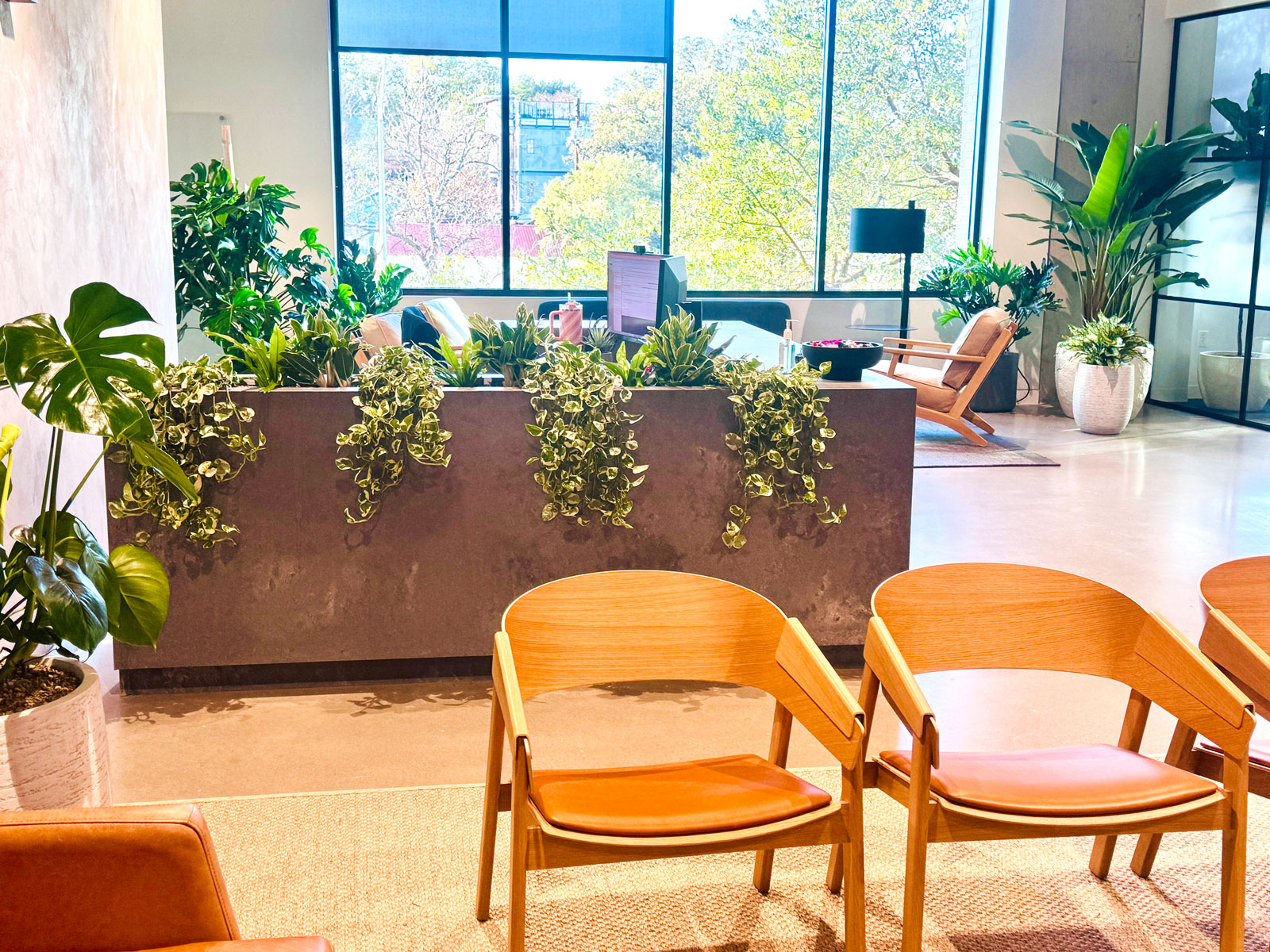 Soil-Based vs Hydroponic Plant Systems for office plants