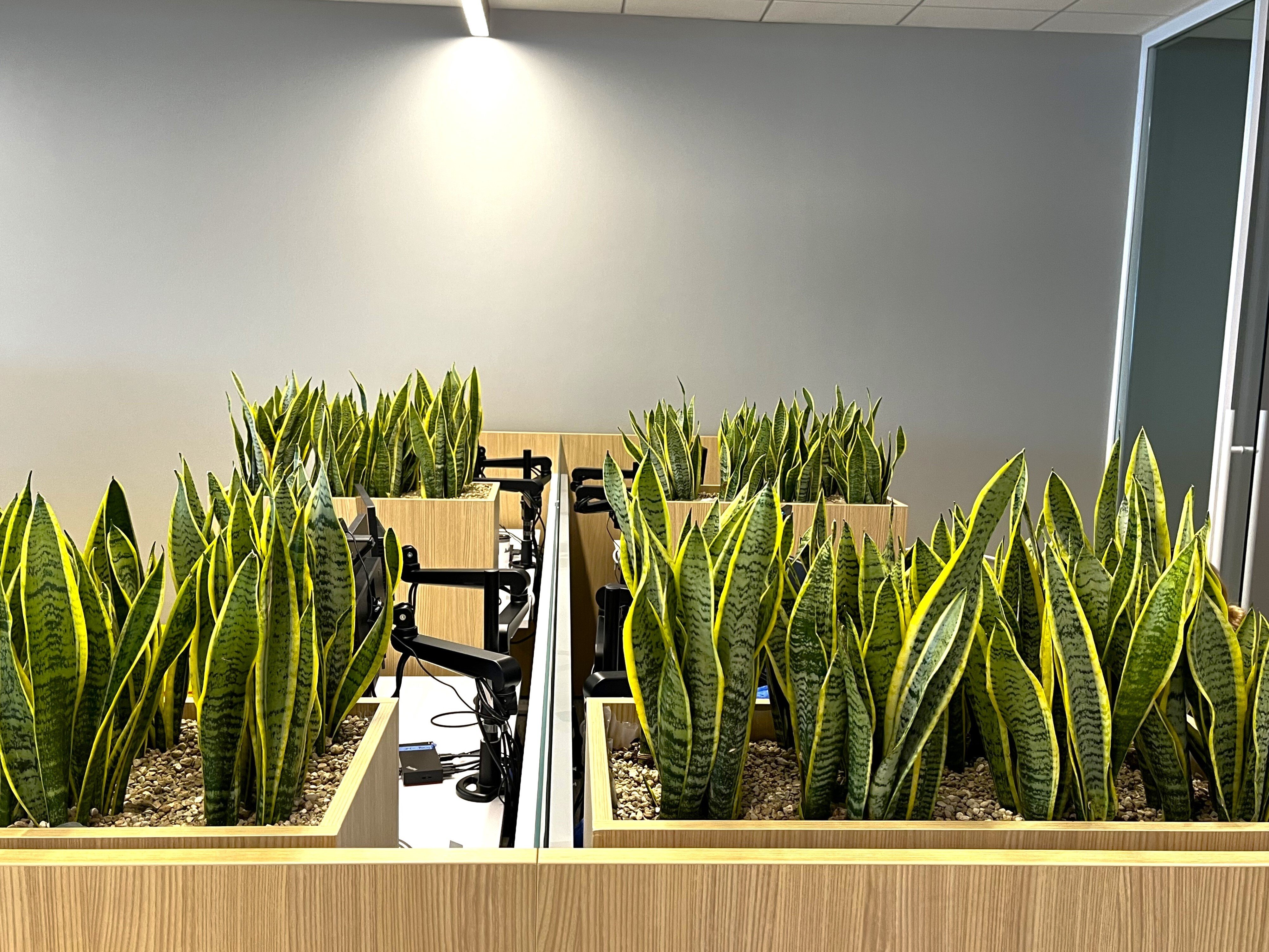 Top Indoor Plants for Offices in Dallas | Natura