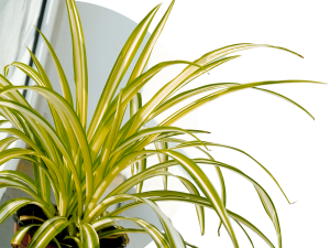 Best office plants that are easy to maintain