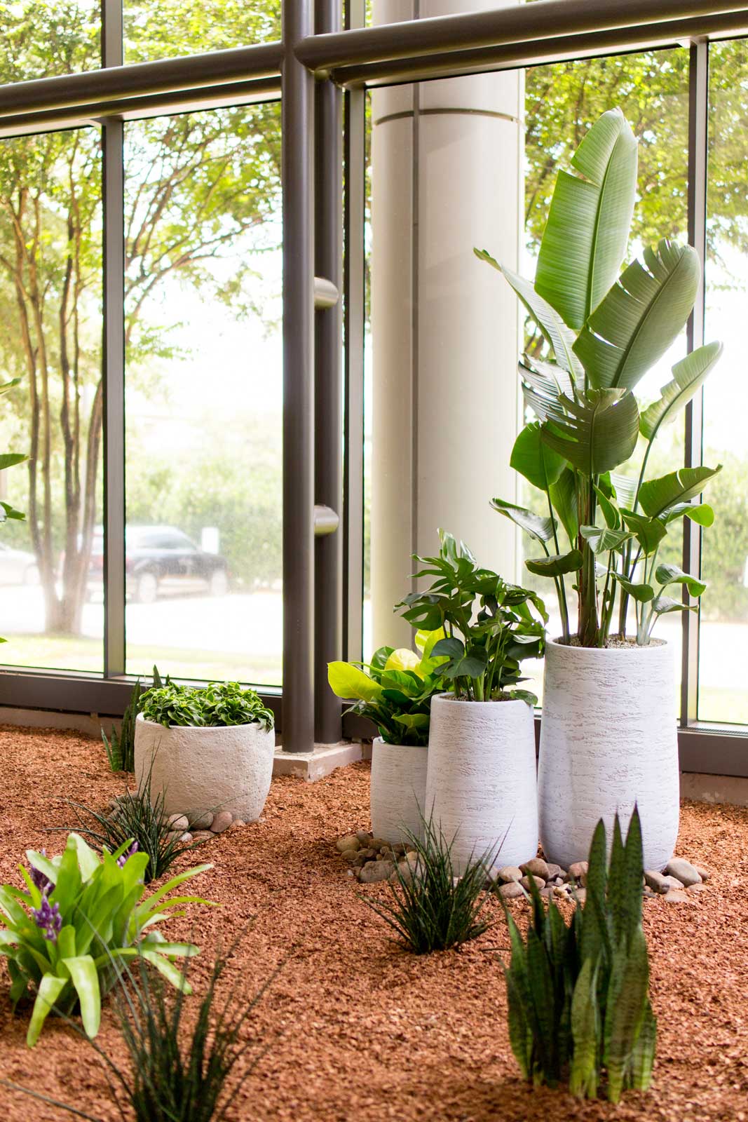 Plants in Northwest Center's Atrium