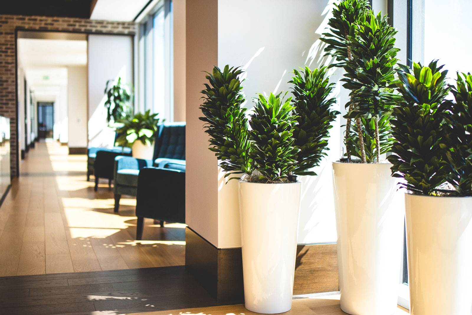 Why do office plants die even when professionally maintained 